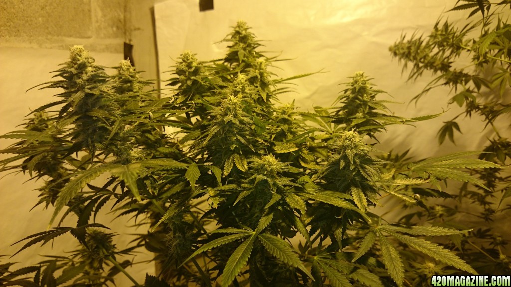 Shot Adrenaline - White Dwarf x Skunk#1