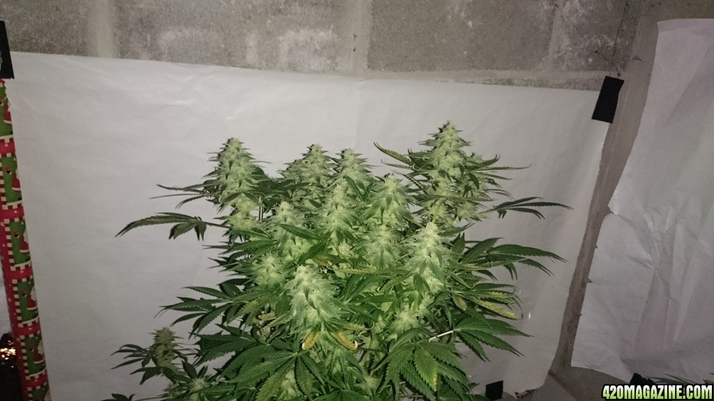 Shot Adrenaline - White Dwarf x Skunk#1