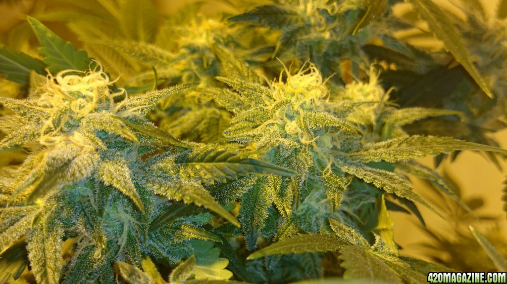 Shot Adrenaline - White Dwarf x Skunk#1