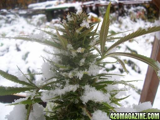 Siberian Thundercat winter grow