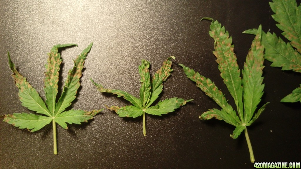 Sick Cannabis