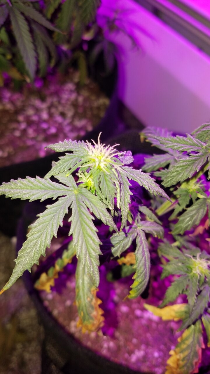 Sick female jackie flipping to bloom with an emergency up-pot