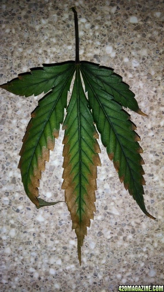 Sick leaves