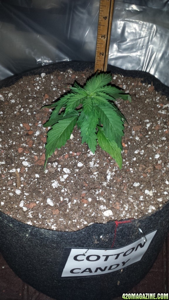 Sick plant, lights off.