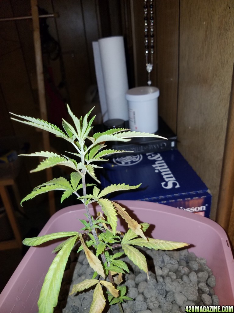 Sick plant need help asap