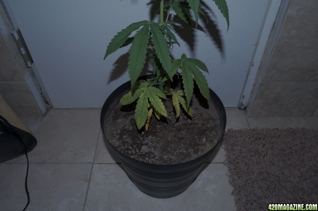 Sick Plant