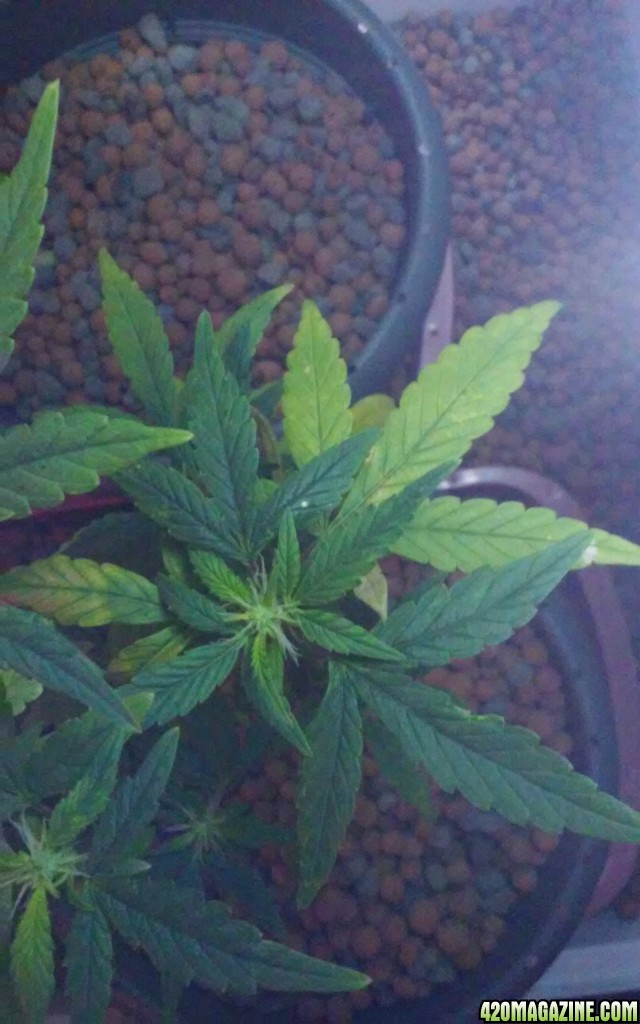 Sickly lookn plant need help leaves yellowing browing tips