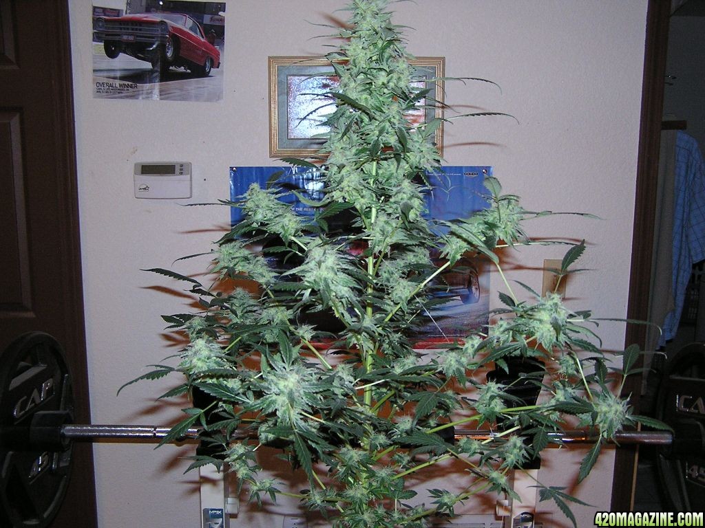 side_view_9_weeks_harvest_sunshine_indica_