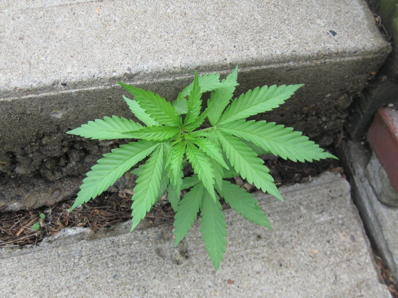 sidewalk weed 2013.jpg