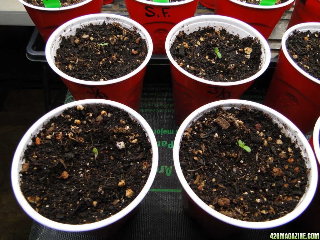 Silver Fox and Jilly Bean Seedlings