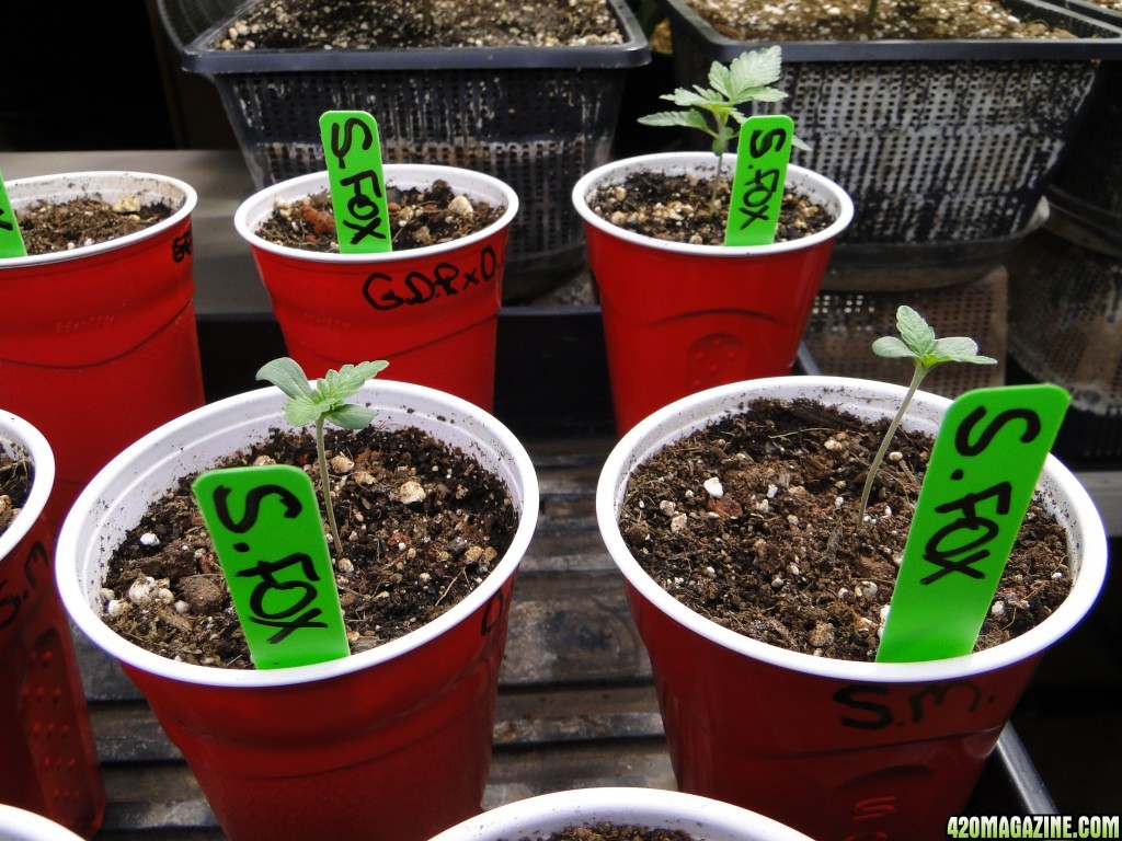 Silver Fox and Jilly Bean Seedlings