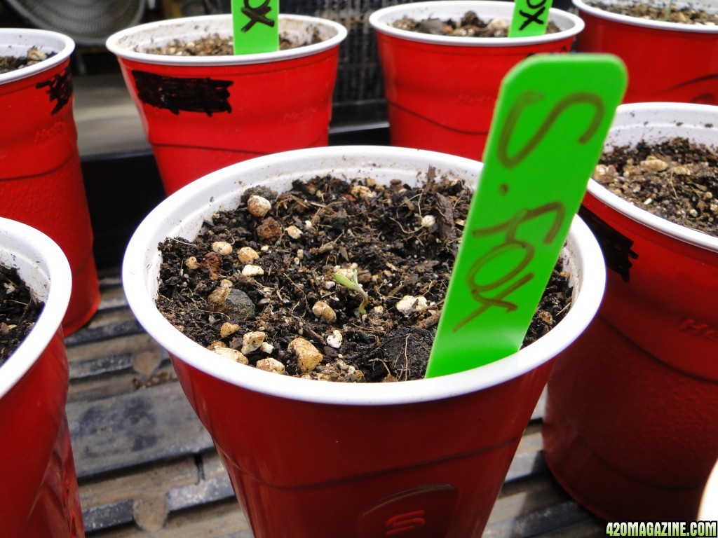 Silver Fox and Jilly Bean Seedlings