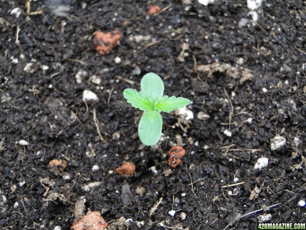 Silver Fox-Pheno #2-Transplant Day-2/15/17