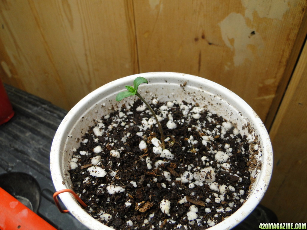 Silver Fox Seedling