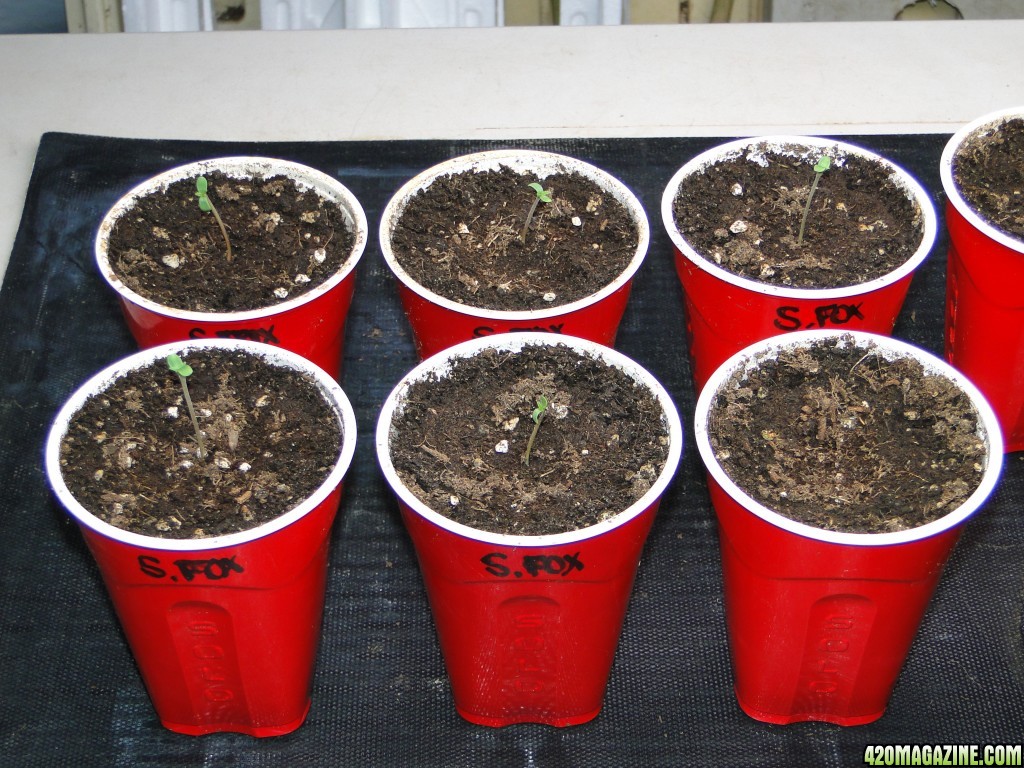 Silver Fox Seedlings-Day 5-2/14/17