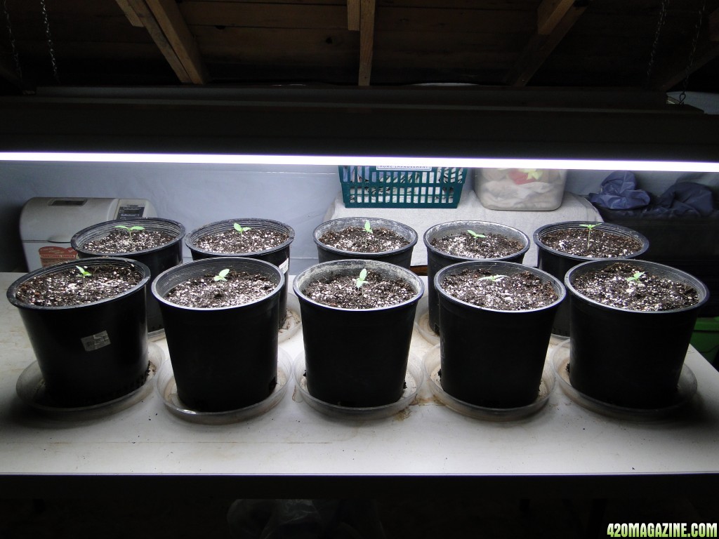 Silver Fox Seedlings