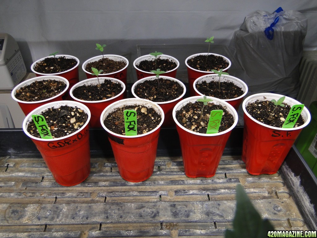 Silver Fox Seedlings