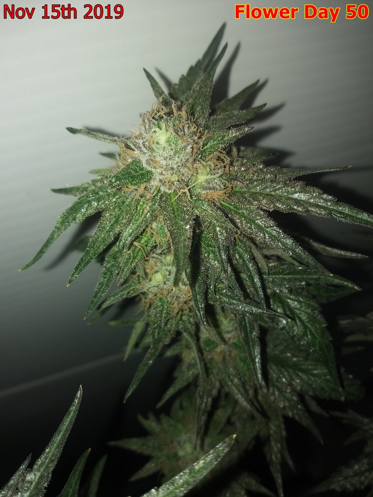 Silver Widow bud.jpg