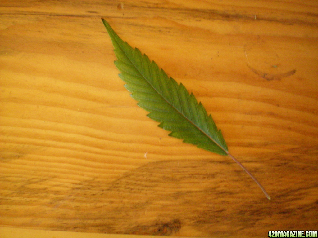 Single Bladed Leaf