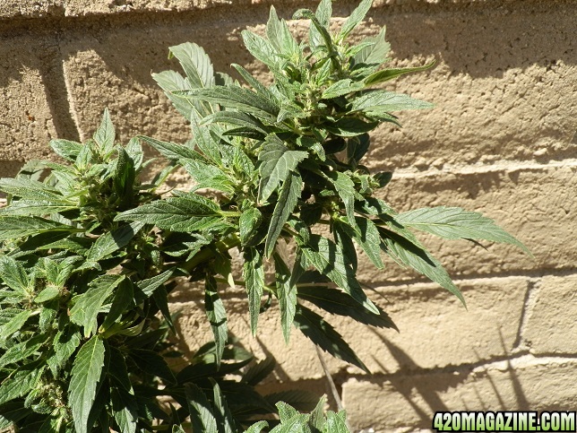 single pedal leaves on buds, newest growth