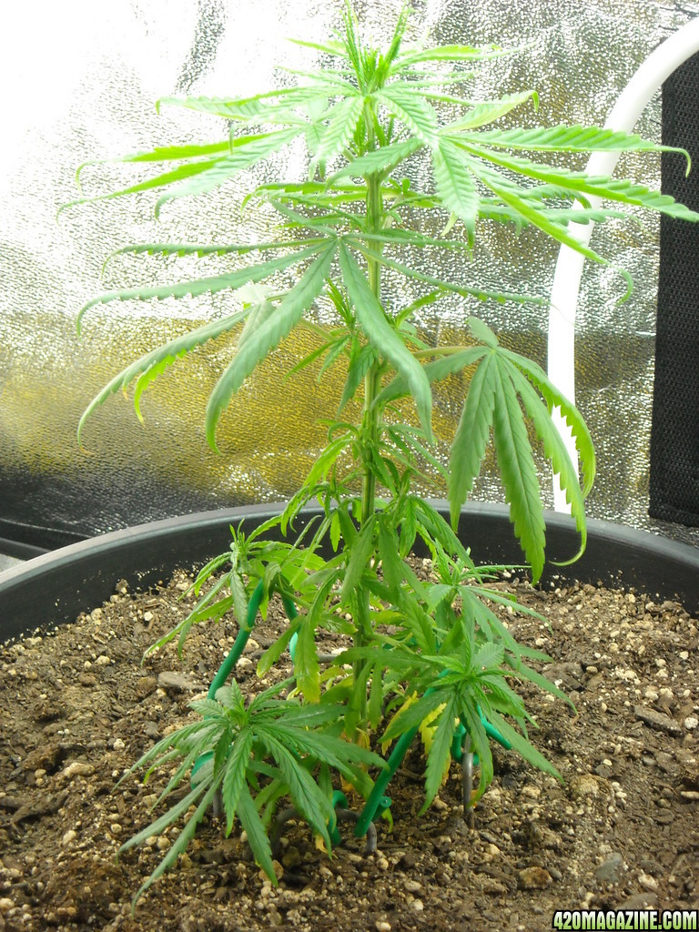 Single shot of left plant