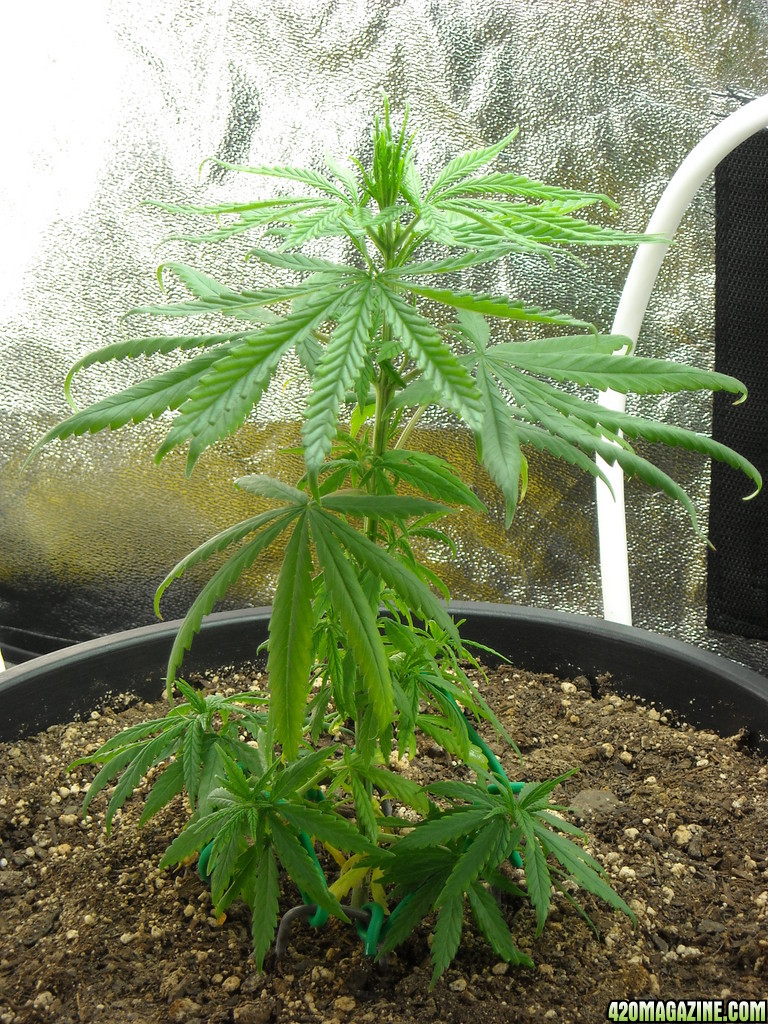 Single shot of left plant