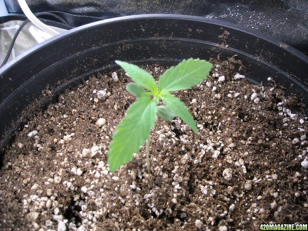 Single shot of seedling