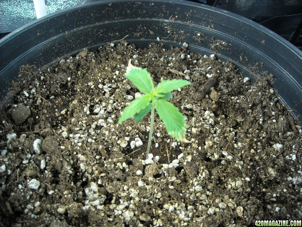 Single shot of seedling