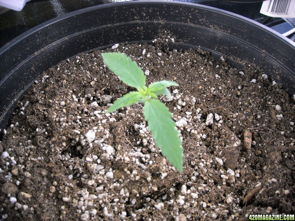 Single shot of seedling