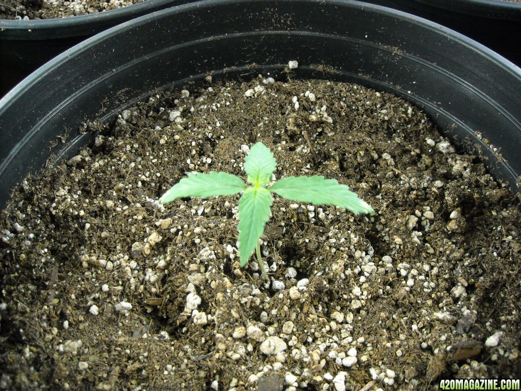 Single shot of seedling