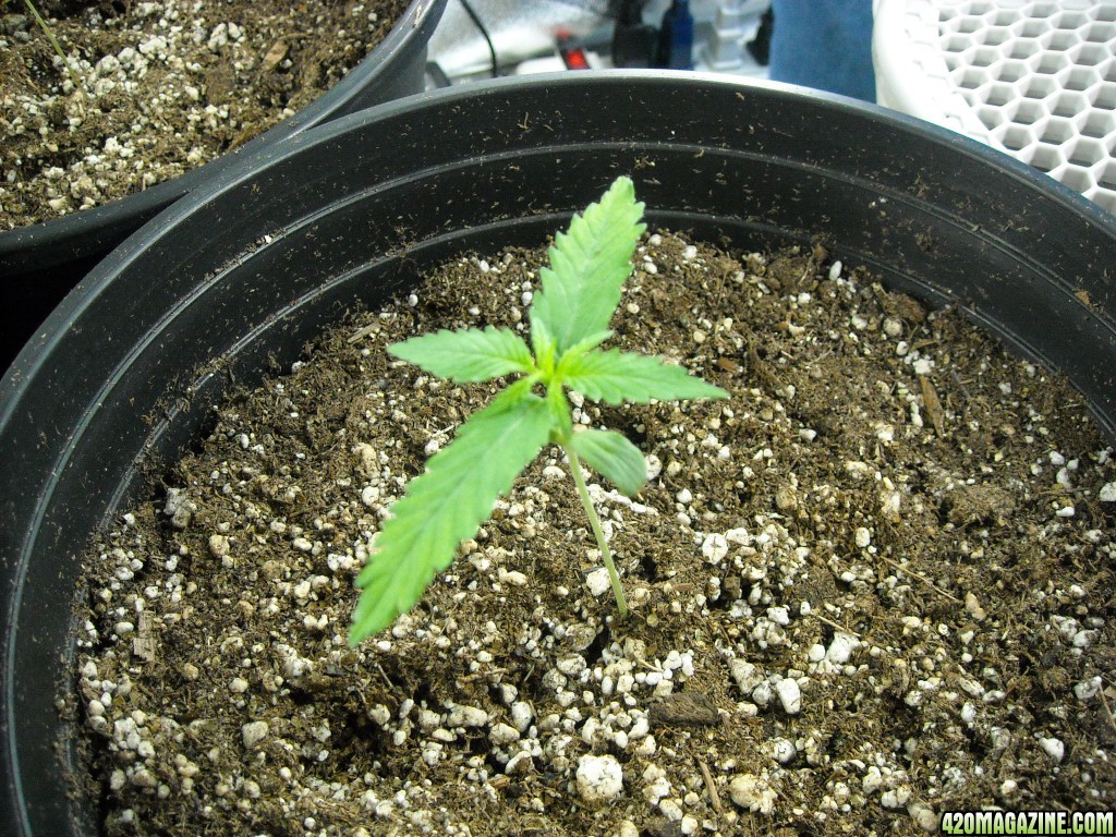 Single shot of seedling