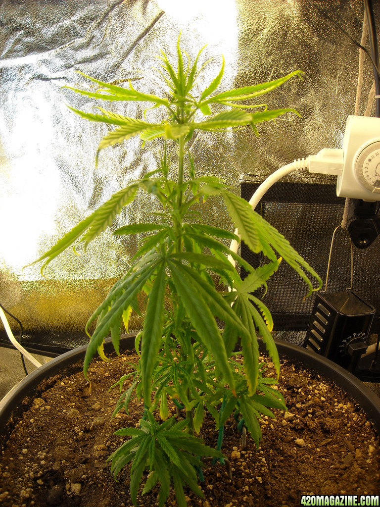 Single shot of the left plant