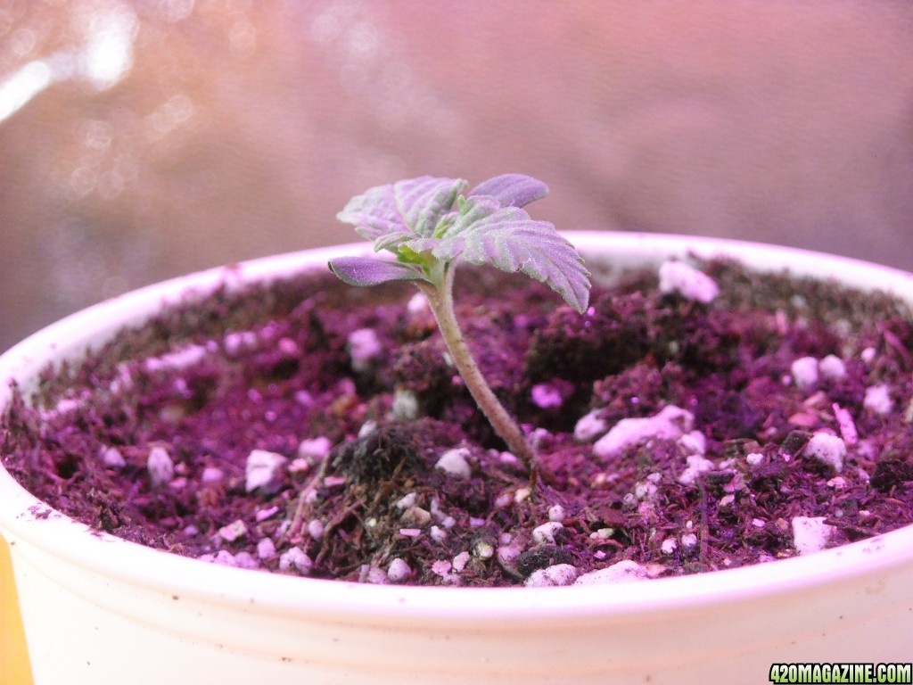 Single shot of the seedling in the back row, on the left