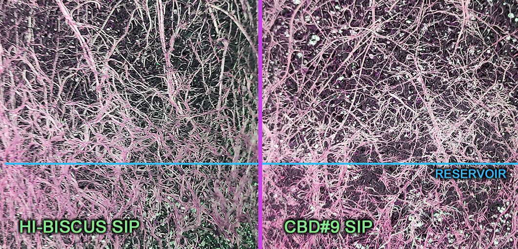 SIP_compare_root_detail1.jpg