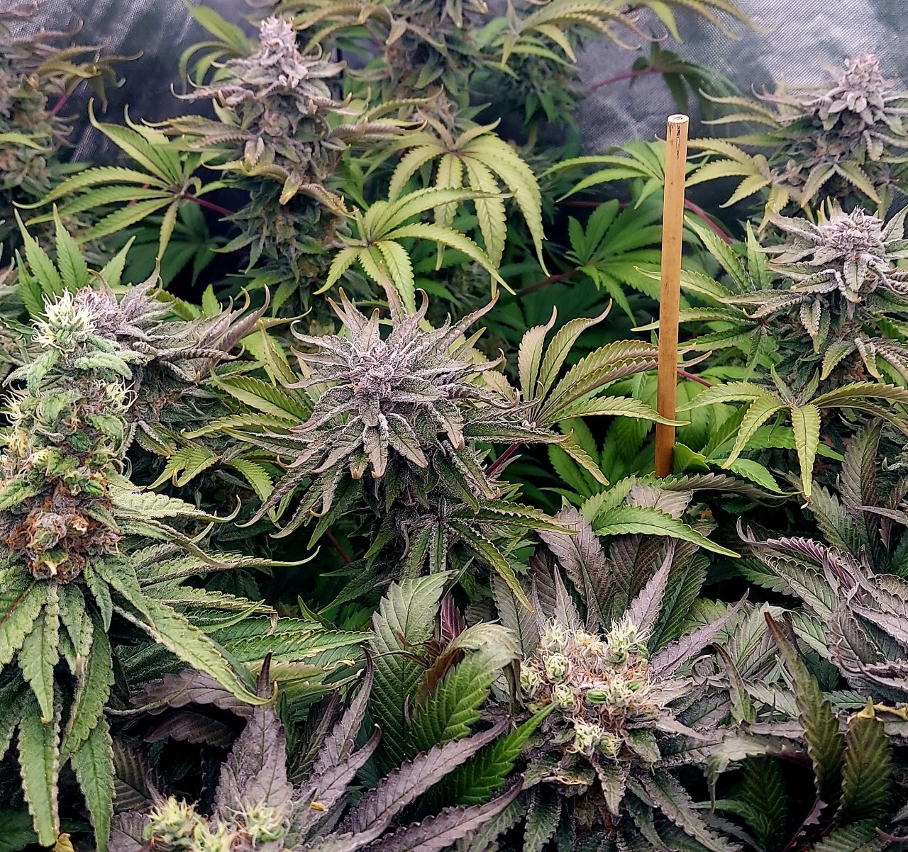 Sirius Black and Zombie Death-Grow Journal