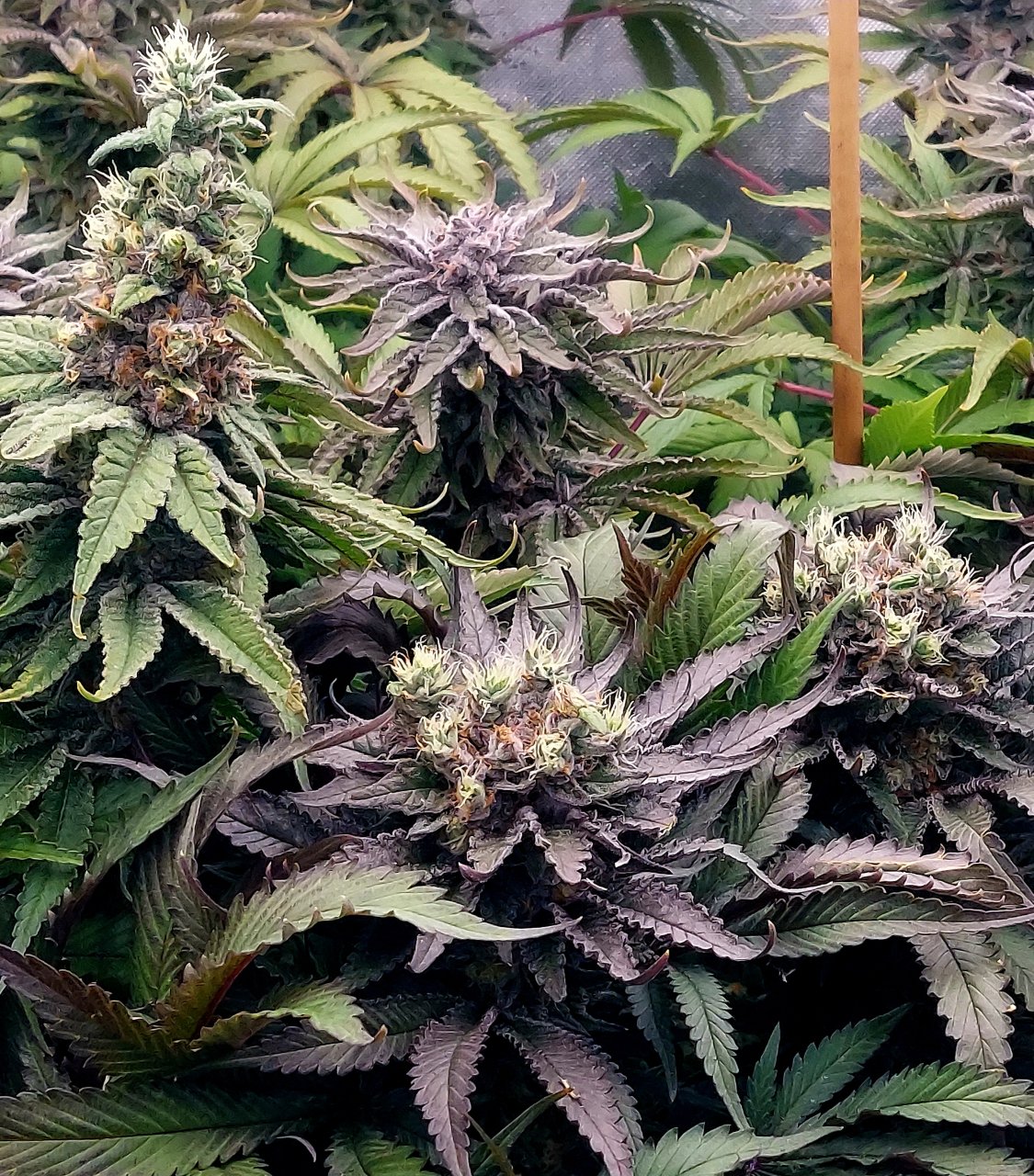 Sirius Black and Zombie Death-Grow Journal