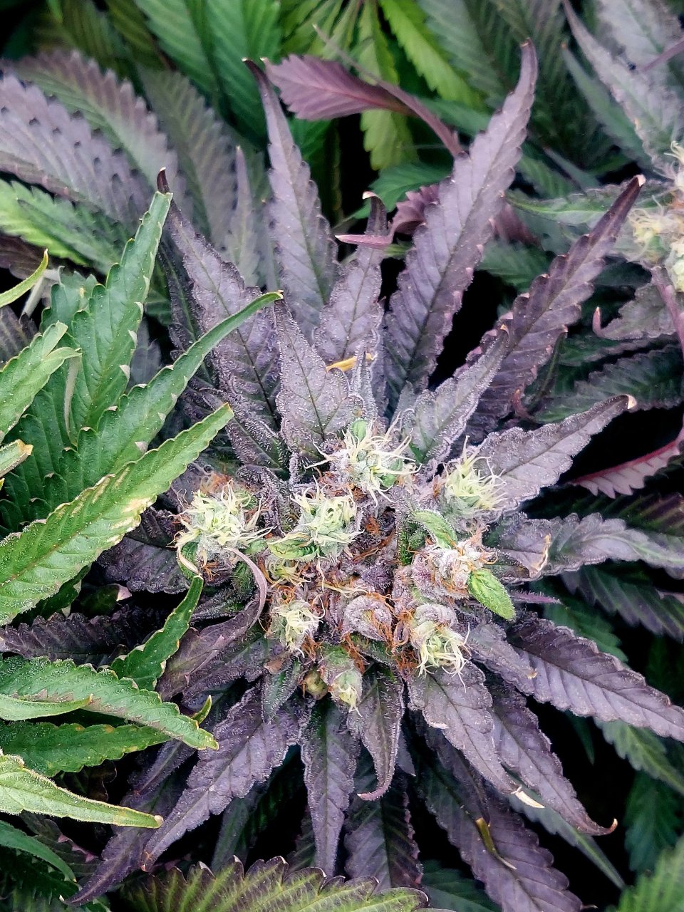 Sirius Black-Grow Journal