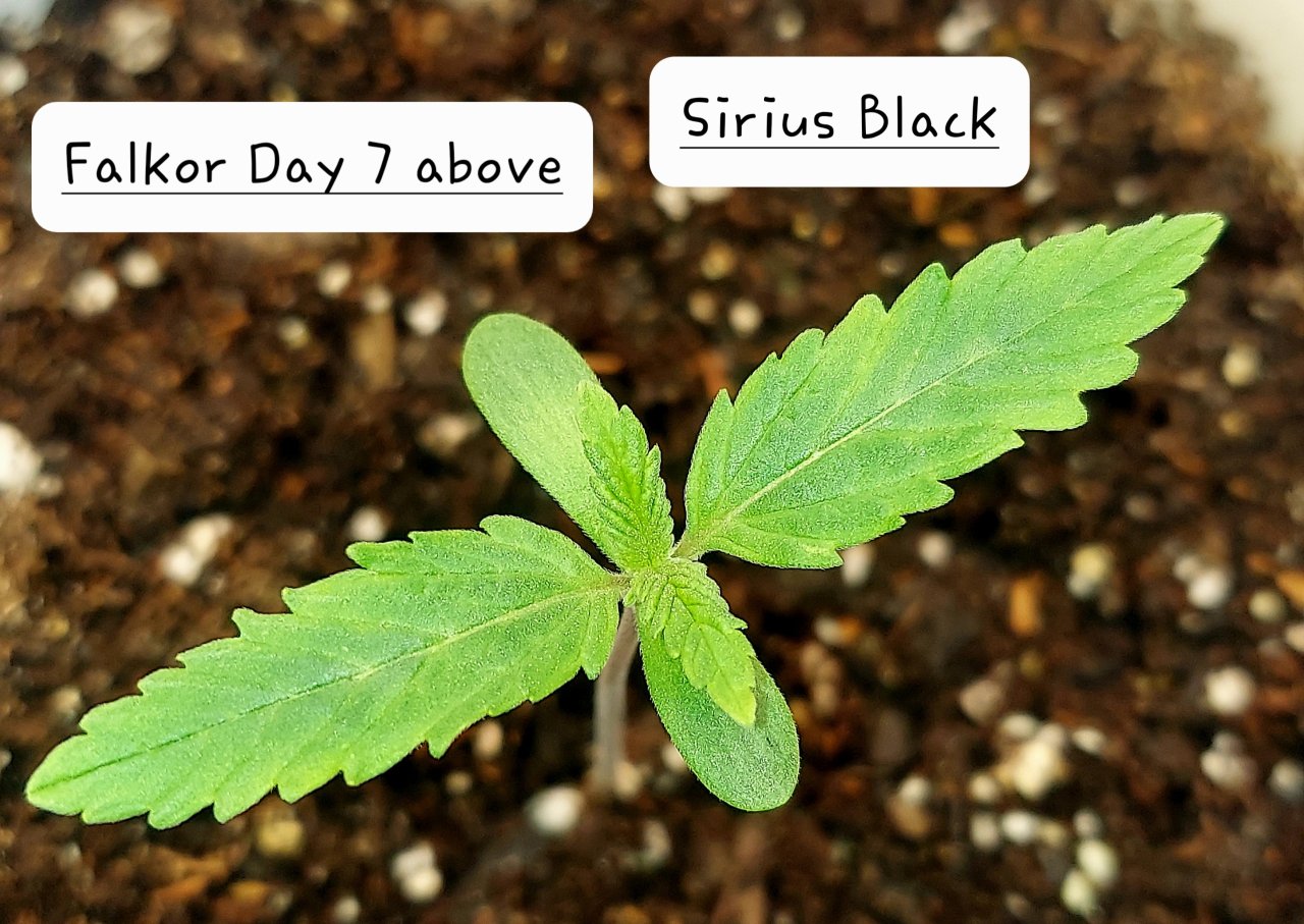 Sirius Black-Seedling