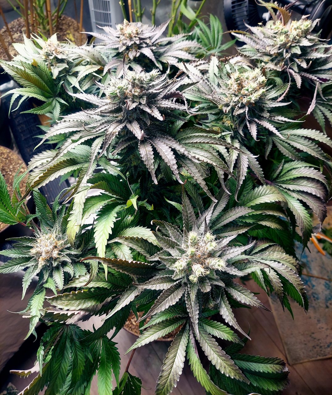 Sirius Black-Weed Seeds Express-Grow Journal