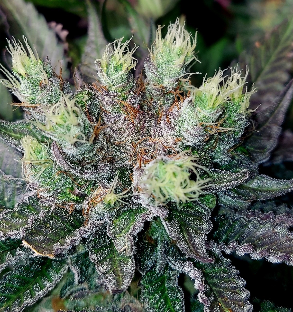 Sirius Black-Weed Seeds Express-Grow