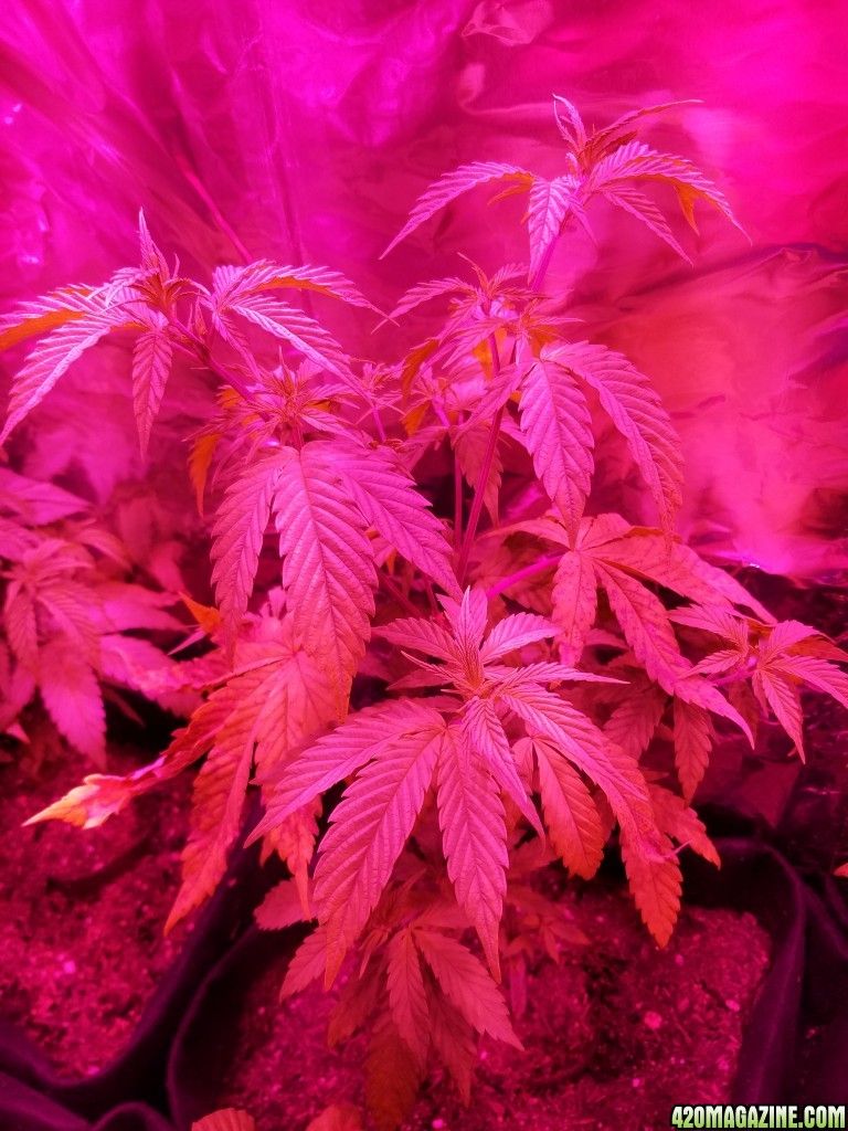 Six pots indoor COB led