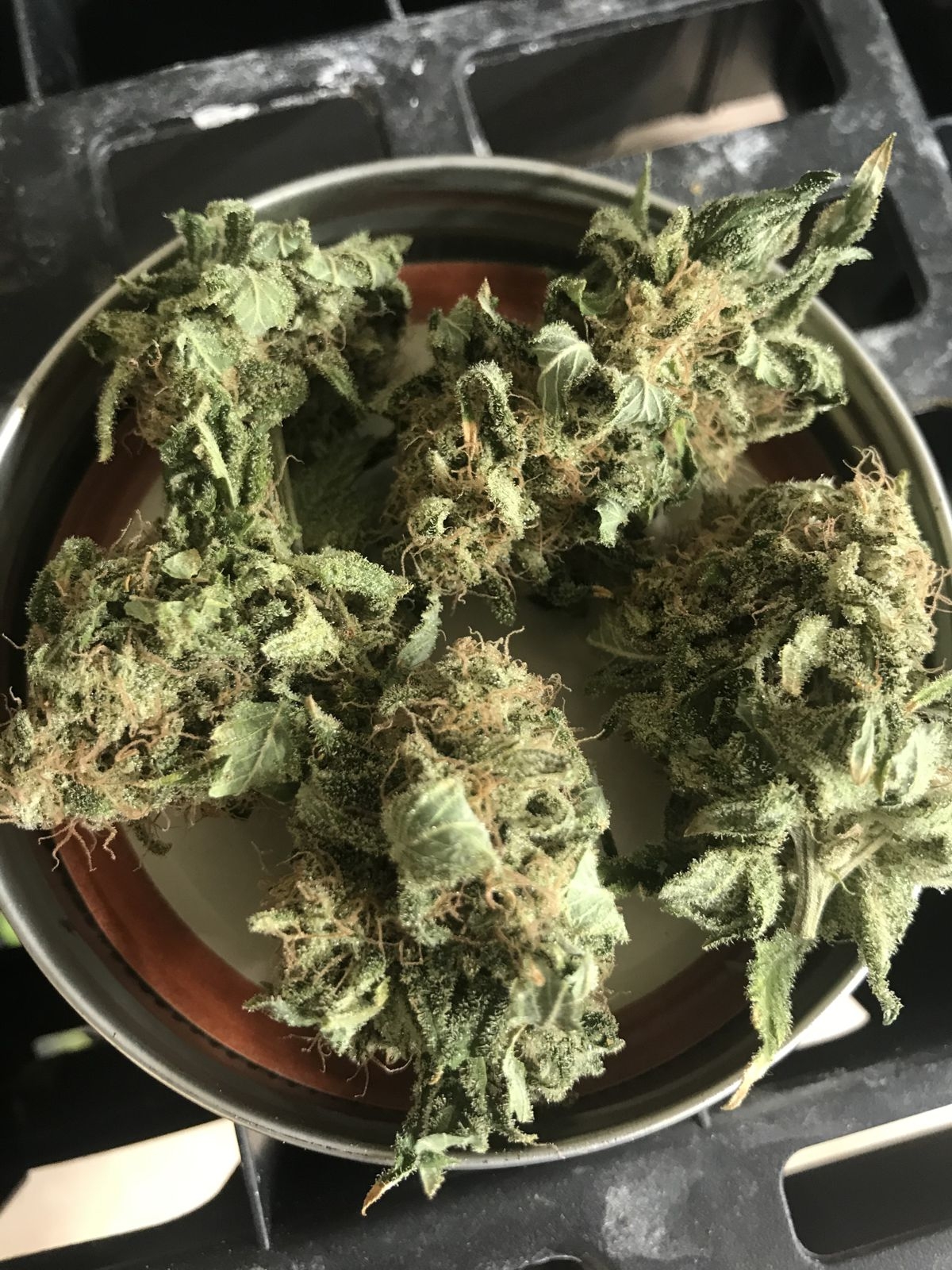 SK-1 Harvest4.jpg