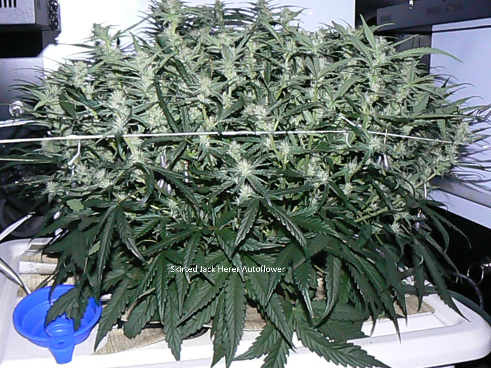 Skirted Jack Herer Autoflower.jpg