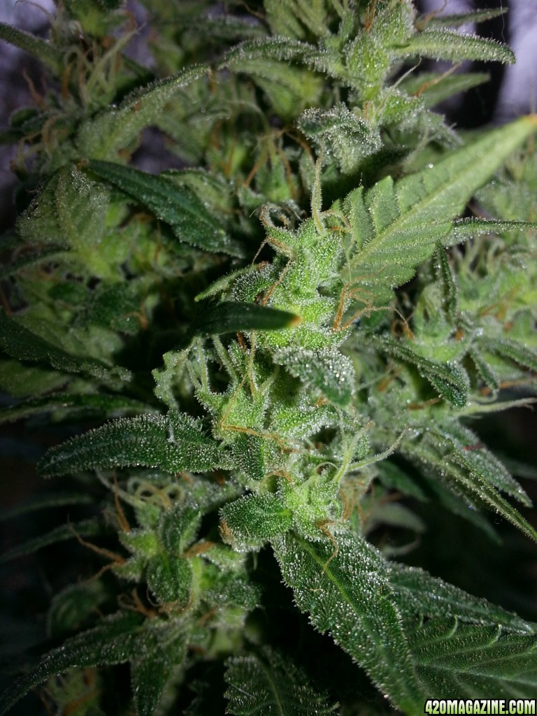 SKNL &amp; AK 48 TRICHS