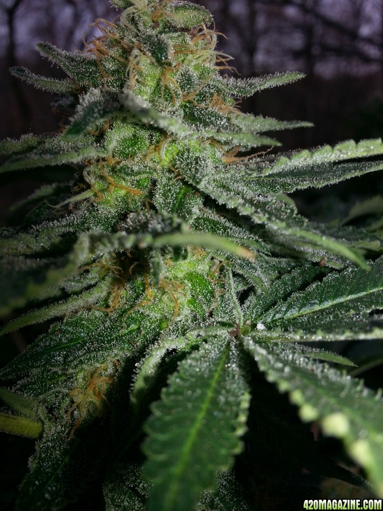 SKNL &amp; AK 48 TRICHS