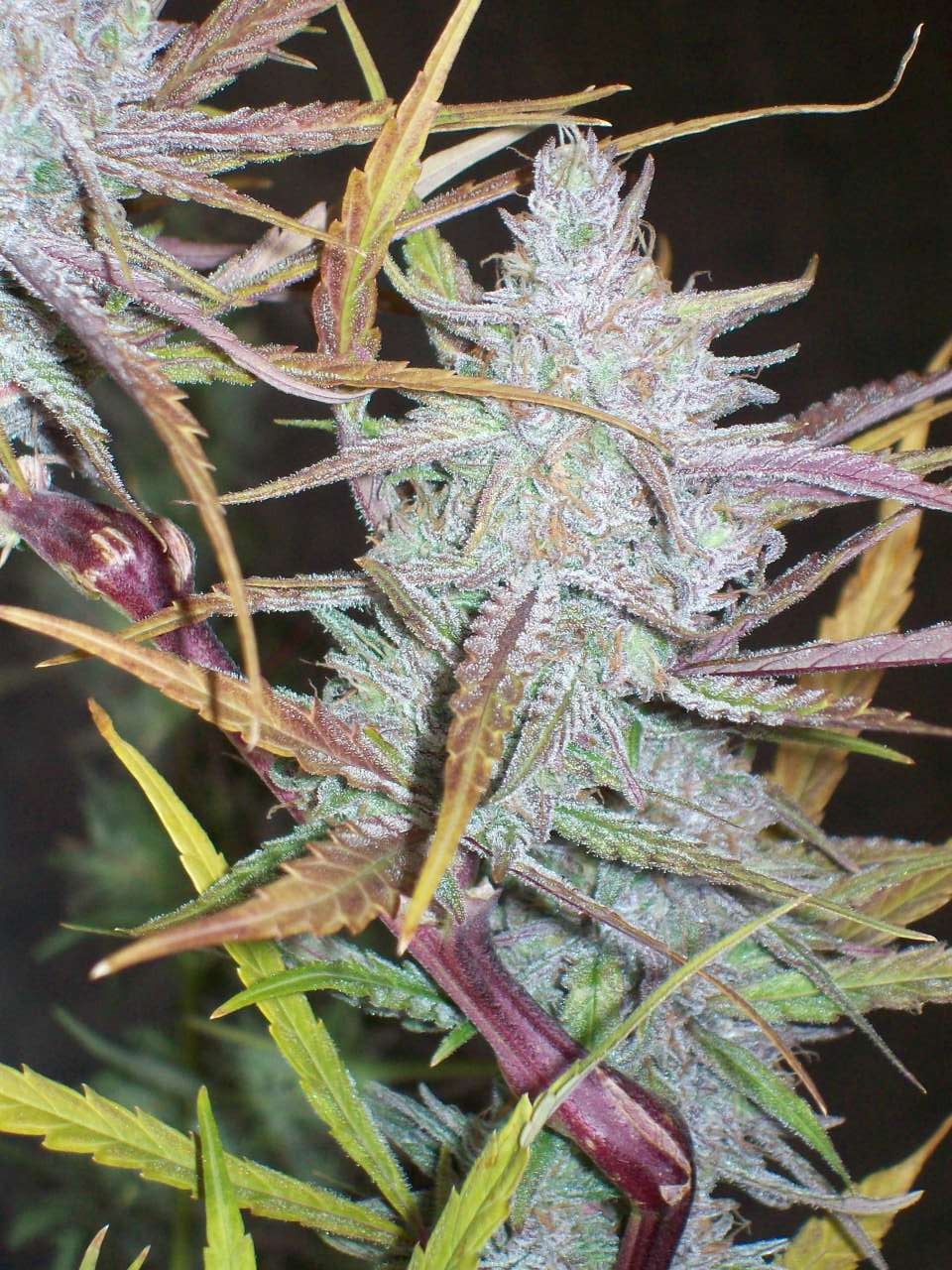 SKULL PURPLE CLONE 026.JPG