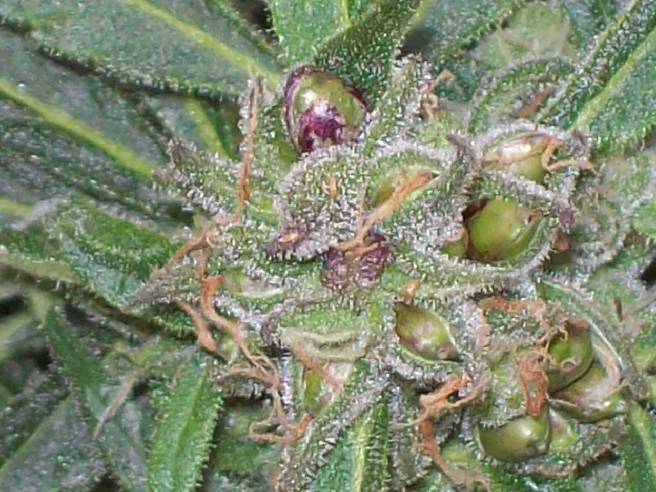 SKULL PURPLE CLONE SEED 006.JPG