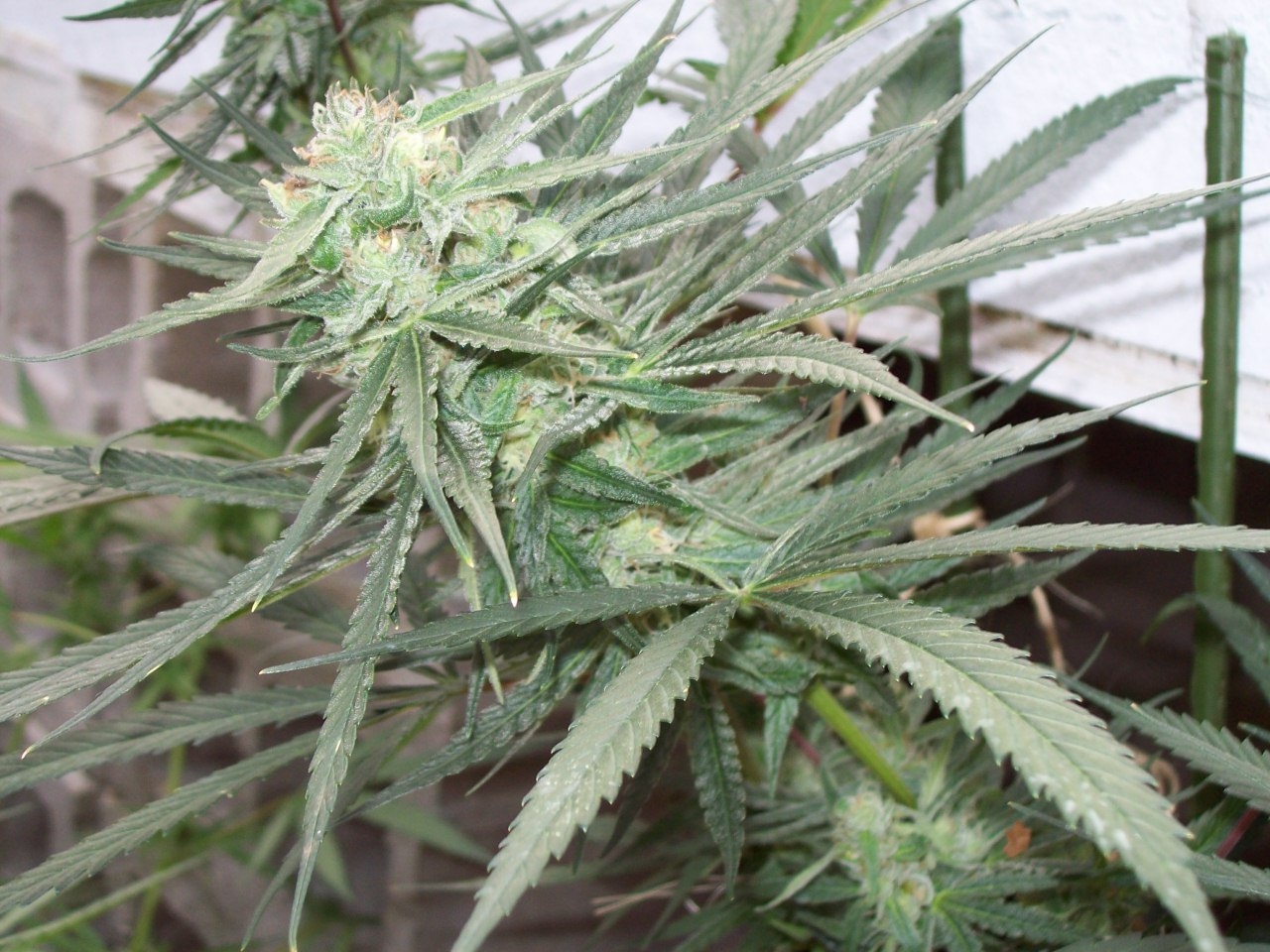 SKULL PURPLE CLONE SEED 013.JPG