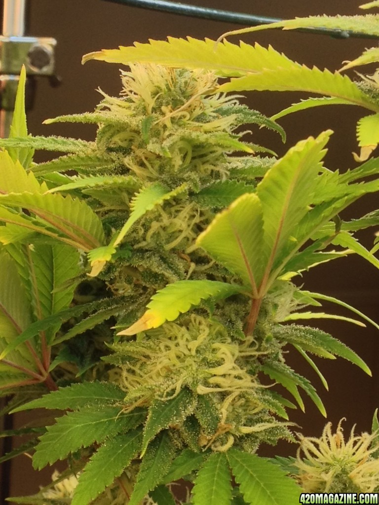 Skunk #1 Bud Flower Day 42