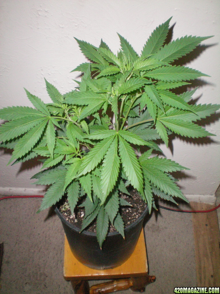 Skunk#1 Clone Update